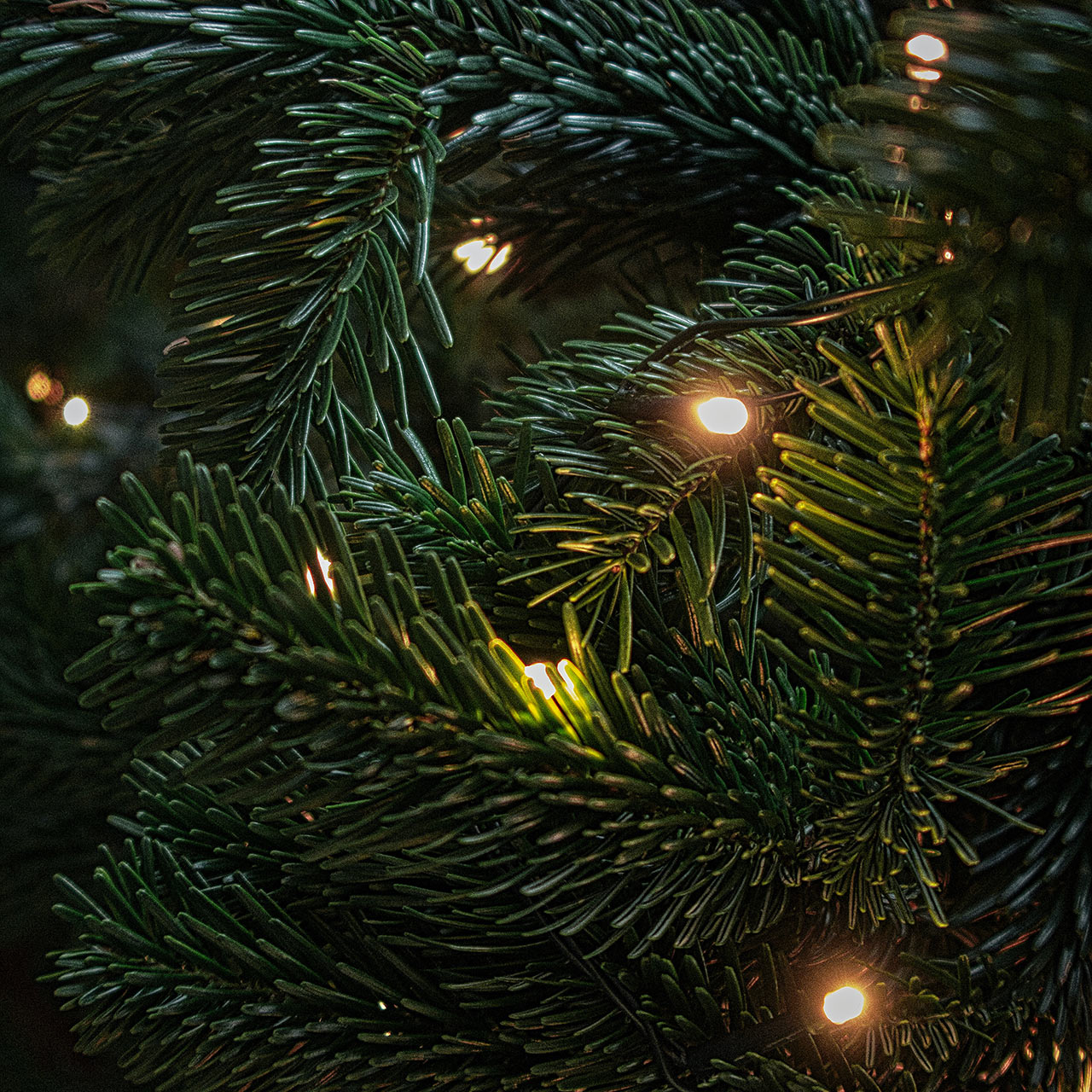 Vianočné LED reťaze sú štýlové a majú ekonomickú prevádzku